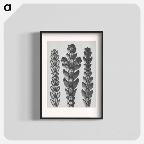 アートポスター-Ends of Thujopsis Dolabrata Branch (Hatchet–Leaved Arbor Vitae) enlarged 10 times - カール ブロスフェルト Poster.