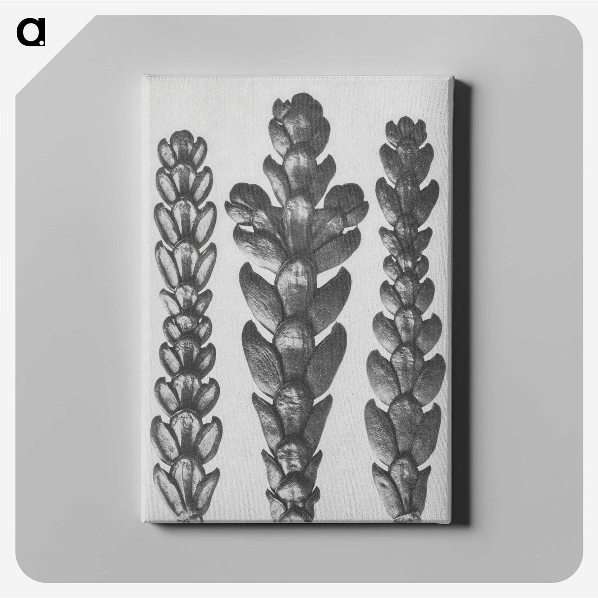 1-70_Karl-Blossfeldt_canvas