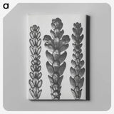 1-70_Karl-Blossfeldt_canvas