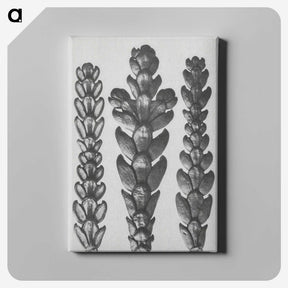 1-70_Karl-Blossfeldt_canvas