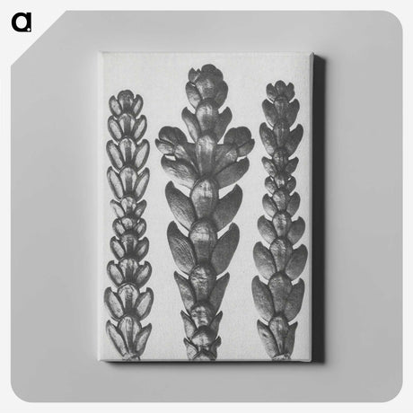 1-70_Karl-Blossfeldt_canvas