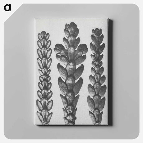 アートパネル-Ends of Thujopsis Dolabrata Branch (Hatchet–Leaved Arbor Vitae) enlarged 10 times - カール ブロスフェルト Canvas.