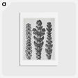 アートポストカード-Ends of Thujopsis Dolabrata Branch (Hatchet–Leaved Arbor Vitae) enlarged 10 times - カール ブロスフェルト Postcard.