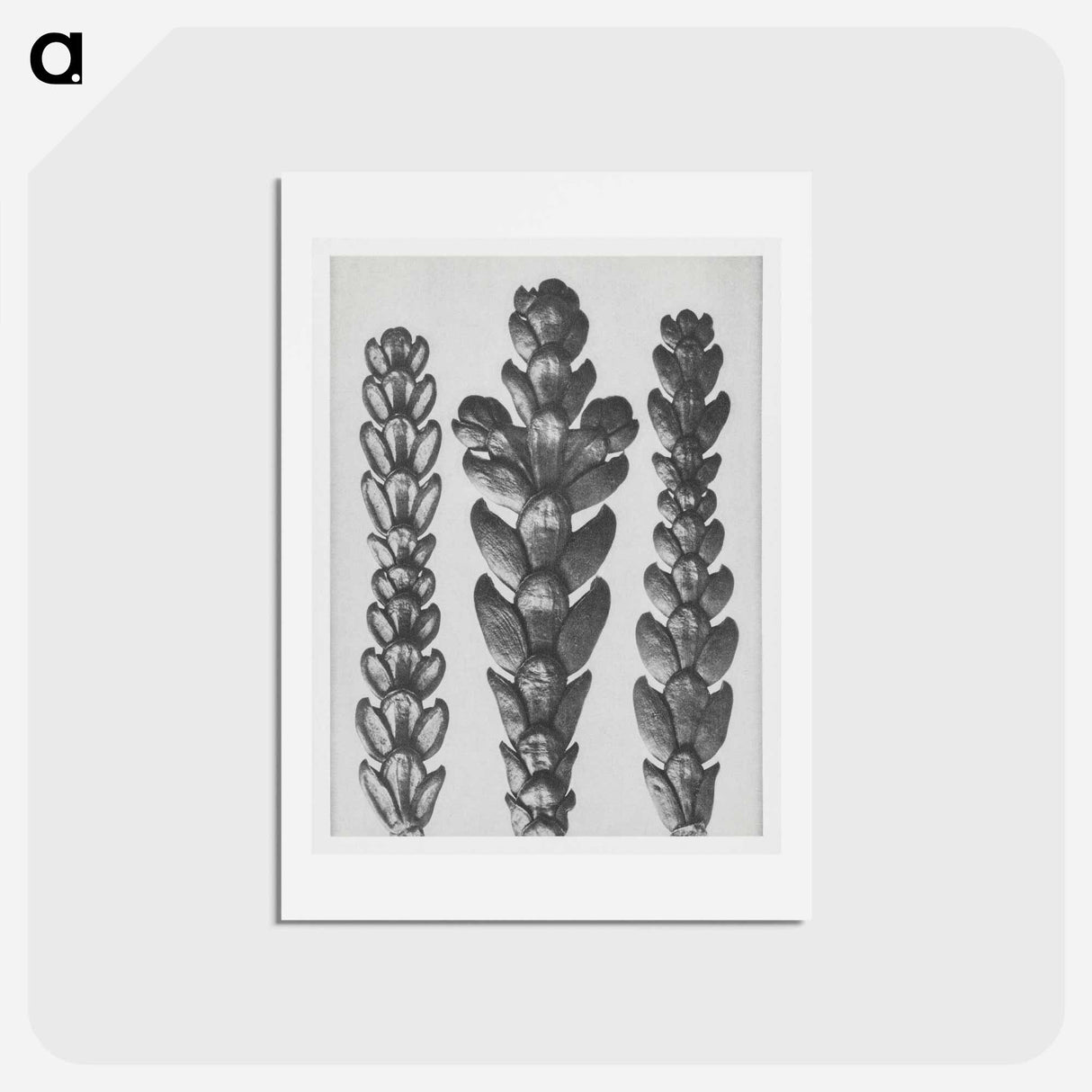 アートポストカード-Ends of Thujopsis Dolabrata Branch (Hatchet–Leaved Arbor Vitae) enlarged 10 times - カール ブロスフェルト Postcard.