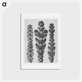 アートポストカード-Ends of Thujopsis Dolabrata Branch (Hatchet–Leaved Arbor Vitae) enlarged 10 times - カール ブロスフェルト Postcard.