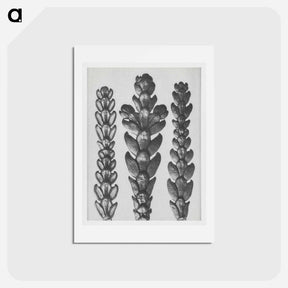 アートポストカード-Ends of Thujopsis Dolabrata Branch (Hatchet–Leaved Arbor Vitae) enlarged 10 times - カール ブロスフェルト Postcard.