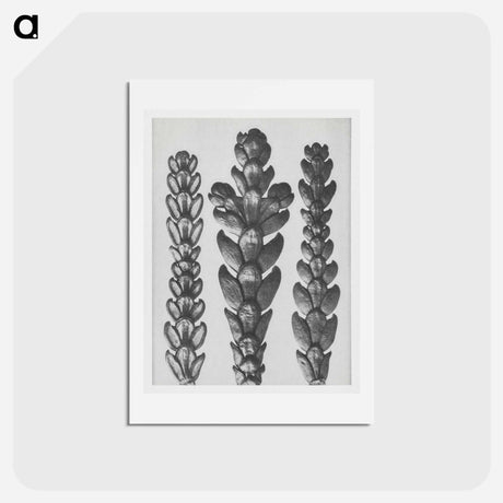 アートポストカード-Ends of Thujopsis Dolabrata Branch (Hatchet–Leaved Arbor Vitae) enlarged 10 times - カール ブロスフェルト Postcard.