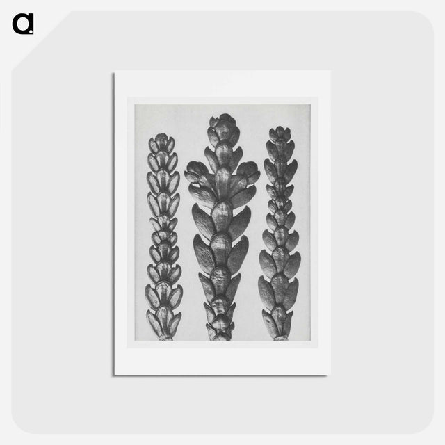 アートポストカード-Ends of Thujopsis Dolabrata Branch (Hatchet–Leaved Arbor Vitae) enlarged 10 times - カール ブロスフェルト Postcard.