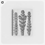 1-70_Karl-Blossfeldt_memo