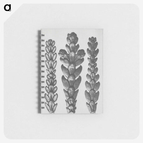 1-70_Karl-Blossfeldt_memo