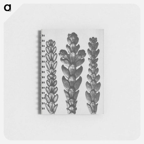 アートメモ帳-Ends of Thujopsis Dolabrata Branch (Hatchet–Leaved Arbor Vitae) enlarged 10 times - カール ブロスフェルト Memo.