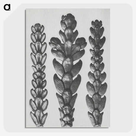 1-70_Karl-Blossfeldt_picture-crop