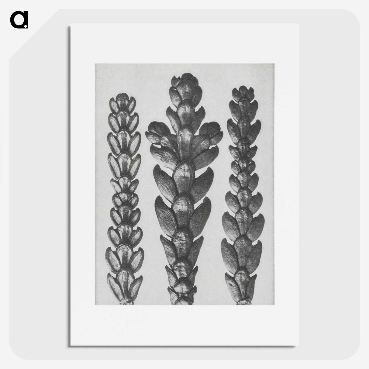 1-70_Karl-Blossfeldt_picture