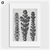 1-70_Karl-Blossfeldt_picture