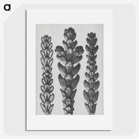 1-70_Karl-Blossfeldt_picture
