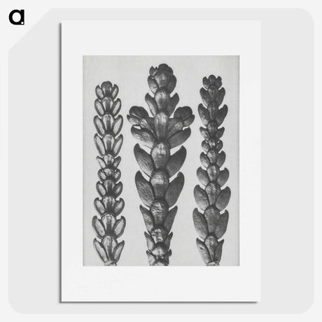 1-70_Karl-Blossfeldt_picture