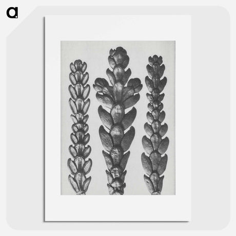 アートポスター-Ends of Thujopsis Dolabrata Branch (Hatchet–Leaved Arbor Vitae) enlarged 10 times - カール ブロスフェルト Poster.