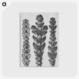 1-70_Karl-Blossfeldt_postcard