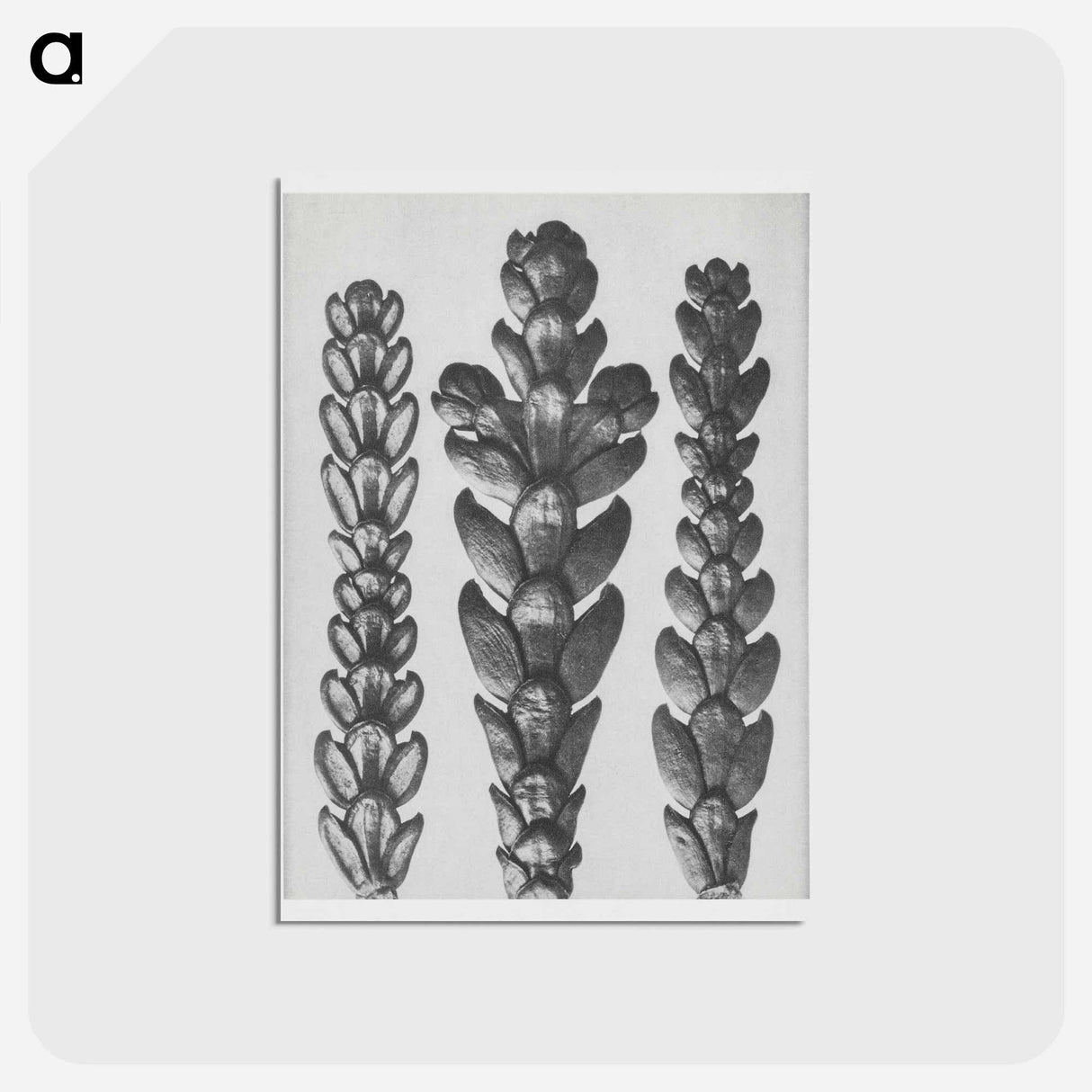 アートポストカード-Ends of Thujopsis Dolabrata Branch (Hatchet–Leaved Arbor Vitae) enlarged 10 times - カール ブロスフェルト Postcard.