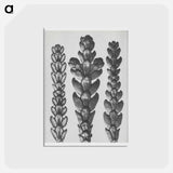 アートポストカード-Ends of Thujopsis Dolabrata Branch (Hatchet–Leaved Arbor Vitae) enlarged 10 times - カール ブロスフェルト Postcard.