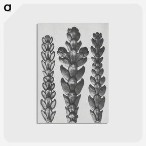 1-70_Karl-Blossfeldt_postcard