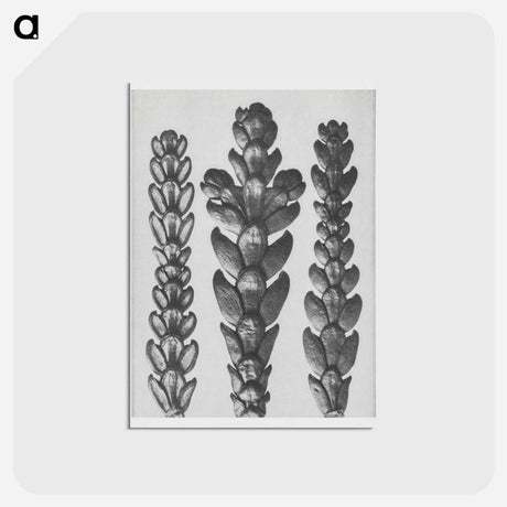 アートポストカード-Ends of Thujopsis Dolabrata Branch (Hatchet–Leaved Arbor Vitae) enlarged 10 times - カール ブロスフェルト Postcard.