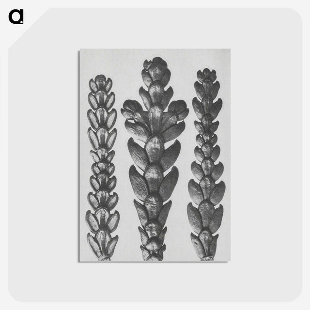 1-70_Karl-Blossfeldt_postcard
