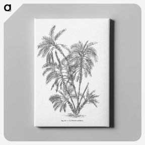 1-70_Les-Palmiers-Histoire-Iconographique_canvas