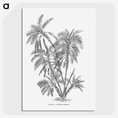 1-70_Les-Palmiers-Histoire-Iconographique_picture-crop