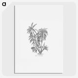 1-70_Les-Palmiers-Histoire-Iconographique_picture