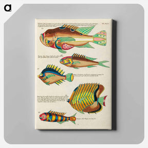 アートパネル-Moluccan Fishes
 - ルイ ルナール Canvas.