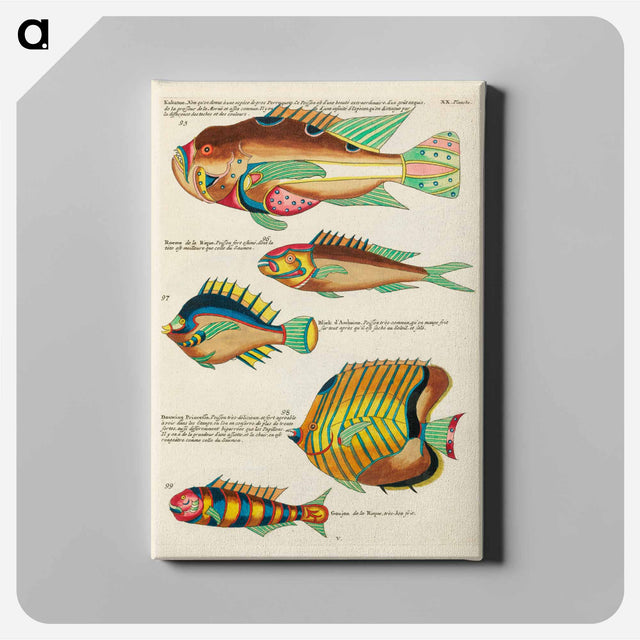 アートパネル-Moluccan Fishes
 - ルイ ルナール Canvas.