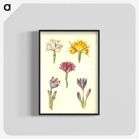 1-70_Maria-Sibylla-Merian_blk-crop