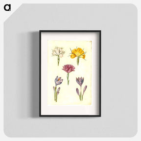 アートポスター-Crocus and Spring Light Flower
 - マリア ジビーラ メーリアン Poster.