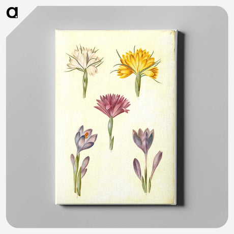 1-70_Maria-Sibylla-Merian_canvas