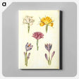 アートパネル-Crocus and Spring Light Flower
 - マリア ジビーラ メーリアン Canvas.