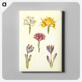 アートパネル-Crocus and Spring Light Flower
 - マリア ジビーラ メーリアン Canvas.