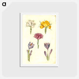 アートポストカード-Crocus and Spring Light Flower
 - マリア ジビーラ メーリアン Postcard.