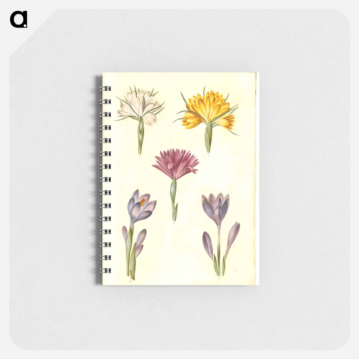 アートメモ帳-Crocus and Spring Light Flower
 - マリア ジビーラ メーリアン Memo.