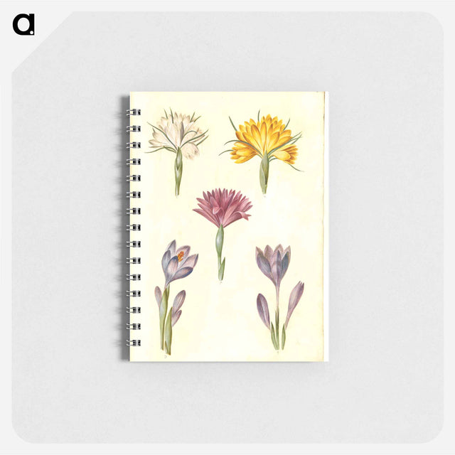 アートメモ帳-Crocus and Spring Light Flower
 - マリア ジビーラ メーリアン Memo.
