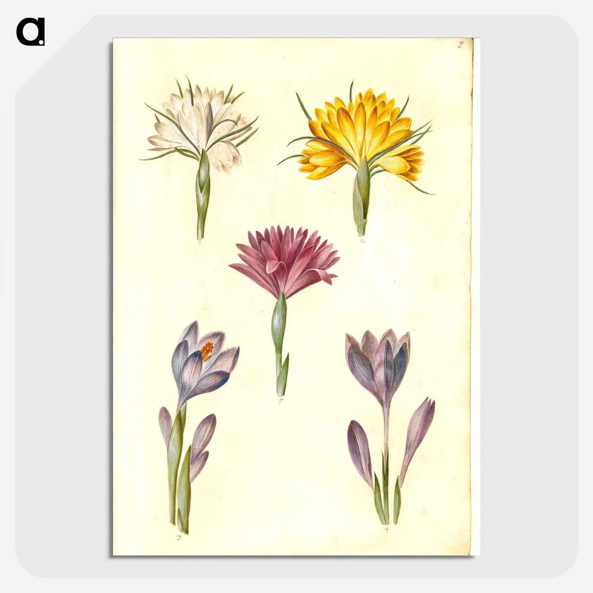 1-70_Maria-Sibylla-Merian_picture-crop