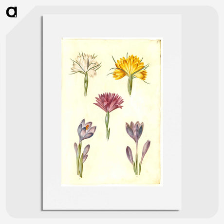 1-70_Maria-Sibylla-Merian_picture