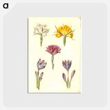 アートポストカード-Crocus and Spring Light Flower
 - マリア ジビーラ メーリアン Postcard.