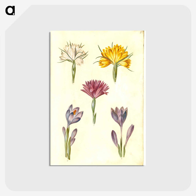 1-70_Maria-Sibylla-Merian_postcard