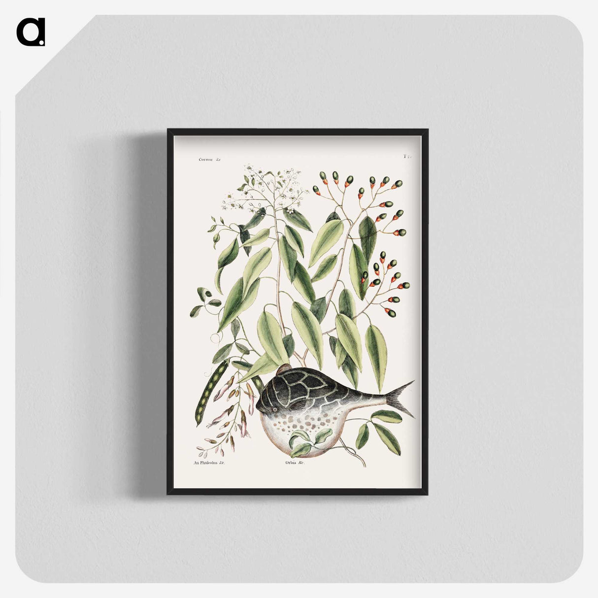 1-70_Mark-Catesby_blk-crop