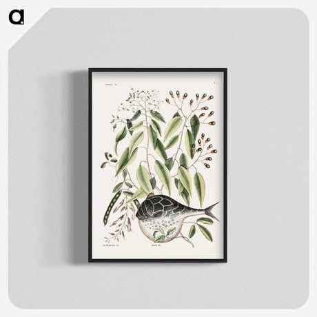 1-70_Mark-Catesby_blk-crop