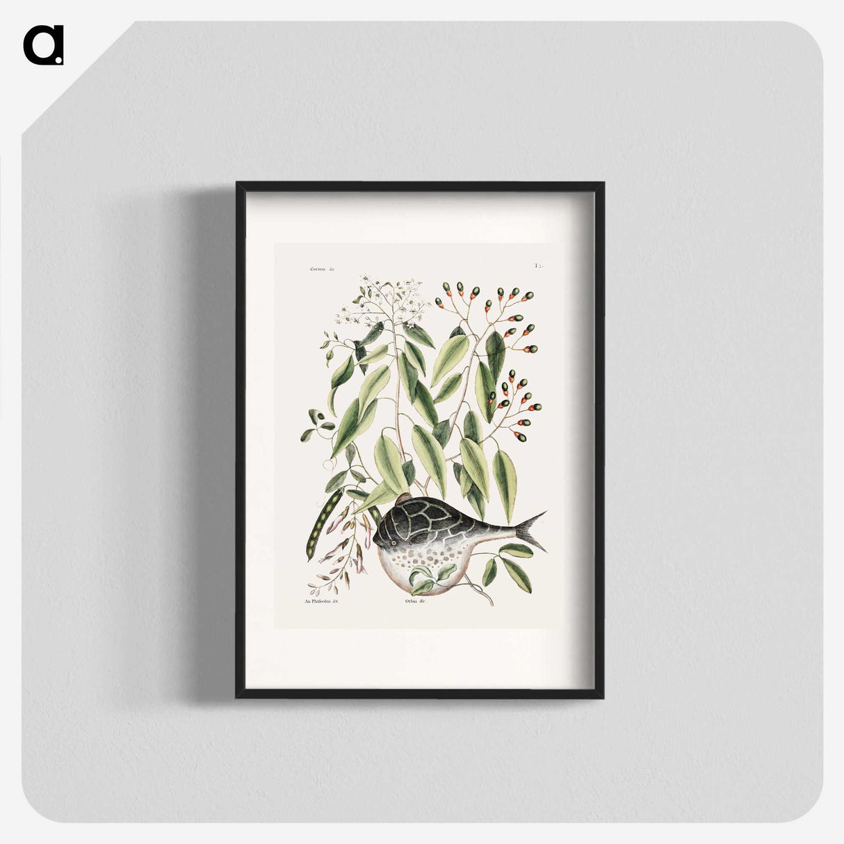 1-70_Mark-Catesby_blk