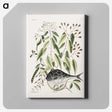1-70_Mark-Catesby_canvas