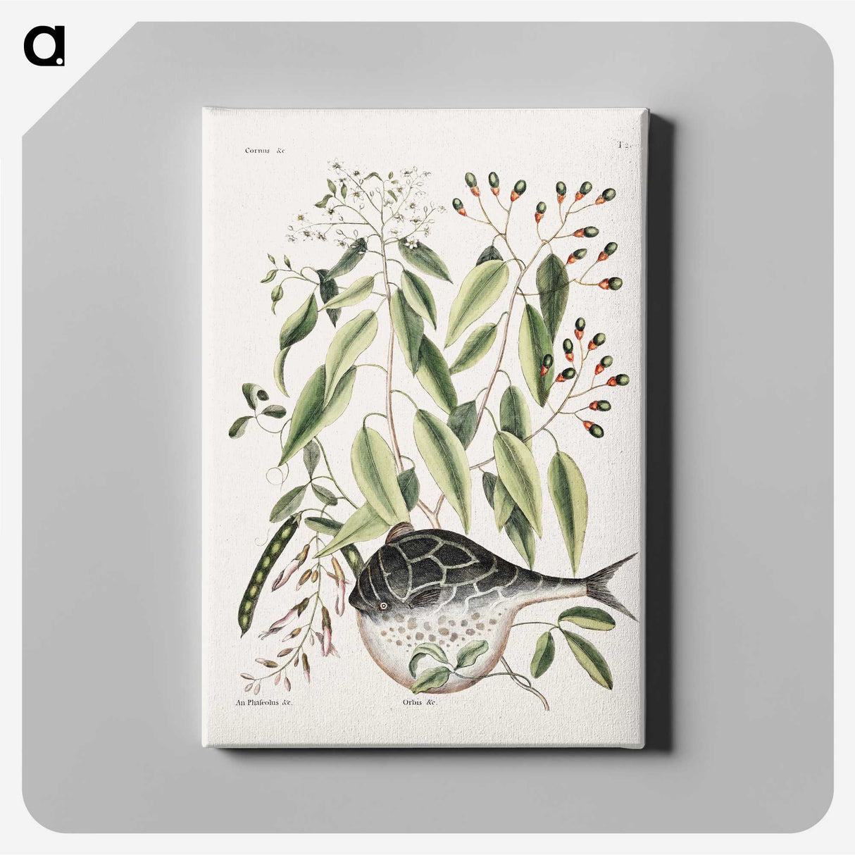 1-70_Mark-Catesby_canvas