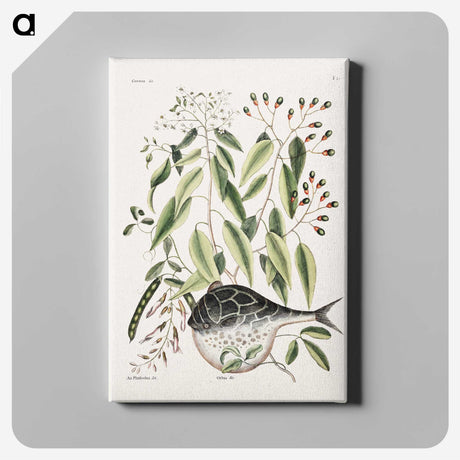 1-70_Mark-Catesby_canvas